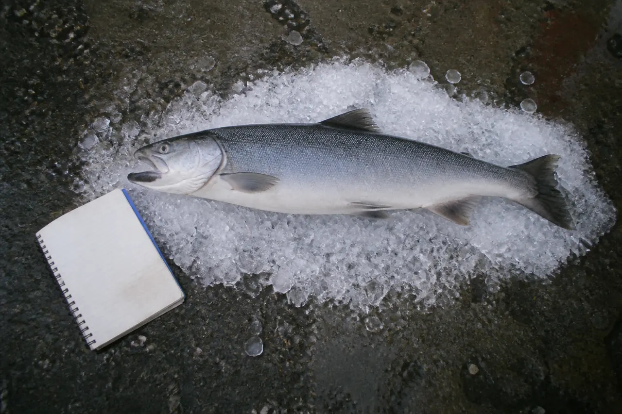 Quiet Ice Fish hole with one fish under the ice
